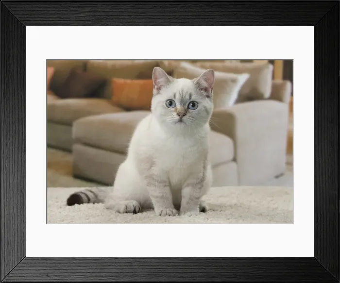 Framed Print : Picture No. 11092168 Framed Print : Picture No. 11092168