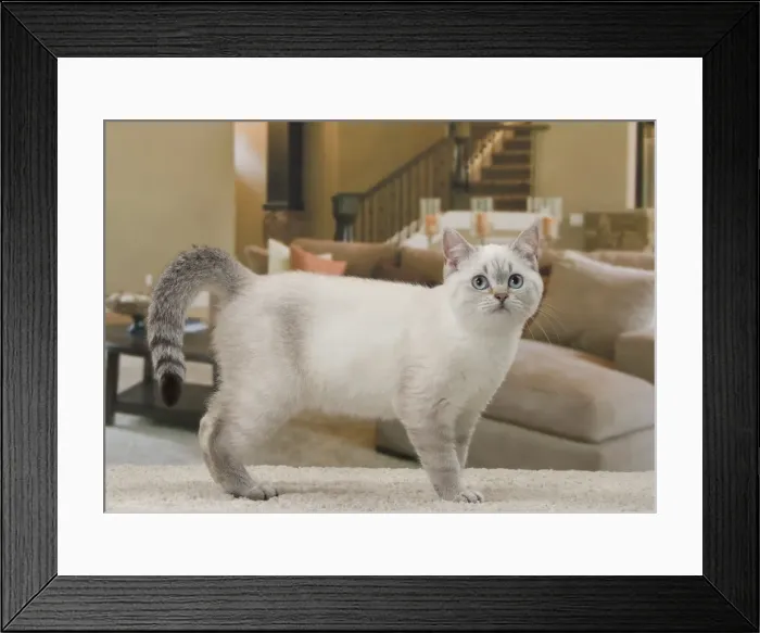 Framed Print : Picture No. 11092169 Framed Print : Picture No. 11092169