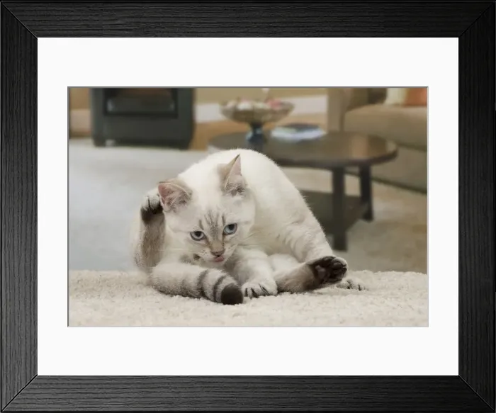 Framed Print : Picture No. 11092170 Framed Print : Picture No. 11092170
