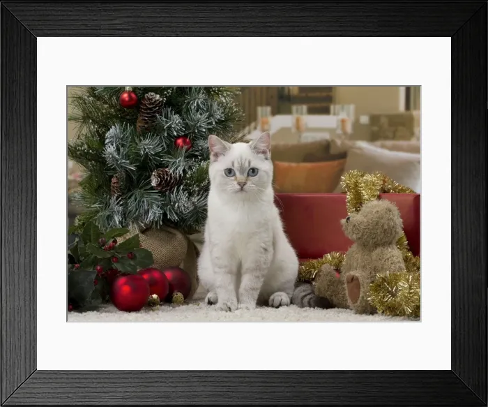 Framed Print : Picture No. 11092171
