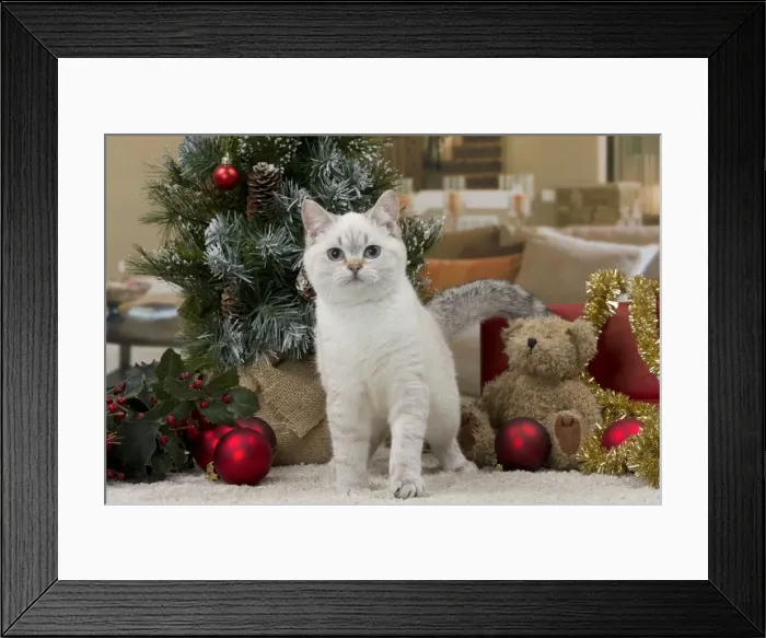 Framed Print : Picture No. 11092172 Framed Print : Picture No. 11092172