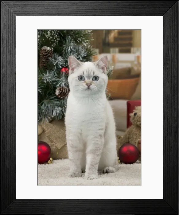 Framed Print : Picture No. 11092173 Framed Print : Picture No. 11092173