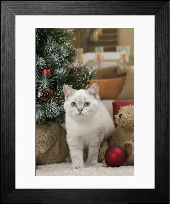 Framed Print : Picture No. 11092174 Framed Print : Picture No. 11092174