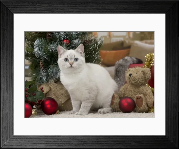 Framed Print : Picture No. 11092175 Framed Print : Picture No. 11092175