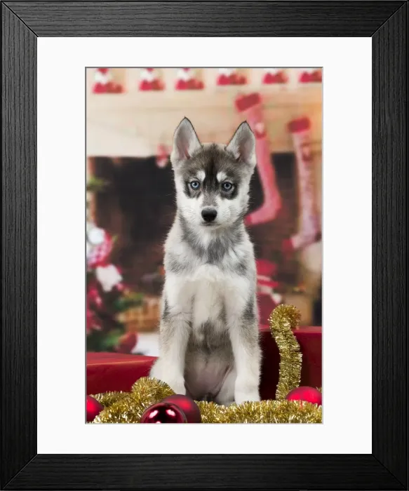 Framed Print : Picture No. 11092177 Framed Print : Picture No. 11092177