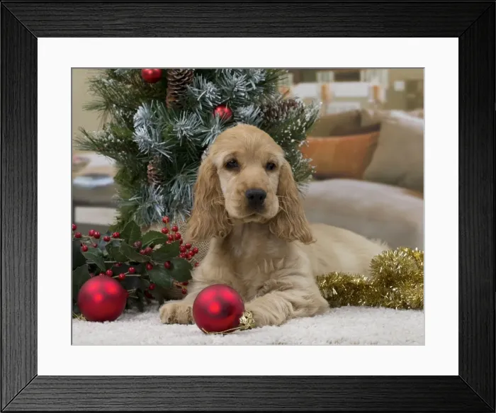 Framed Print : Picture No. 11092181 Framed Print : Picture No. 11092181