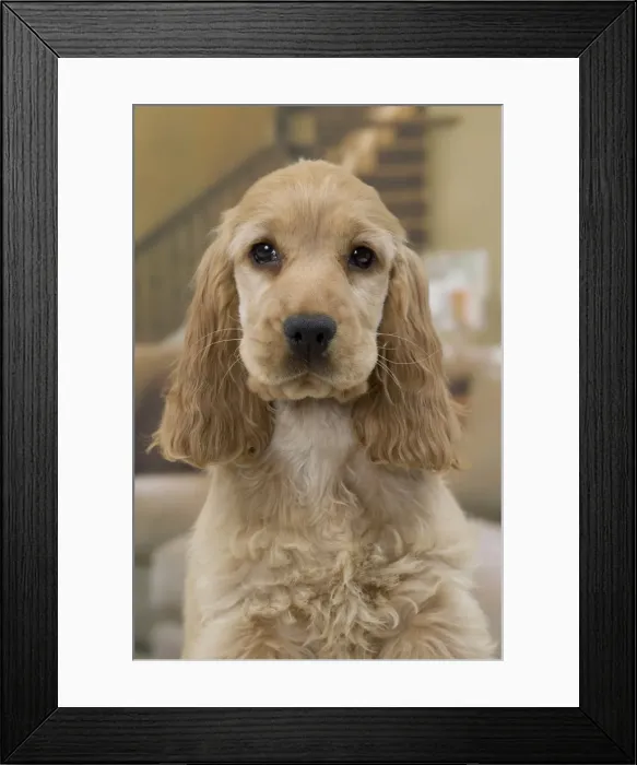 Framed Print : Picture No. 11092184 Framed Print : Picture No. 11092184