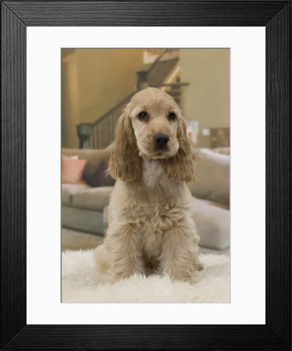 Framed Print : Picture No. 11092185 Framed Print : Picture No. 11092185