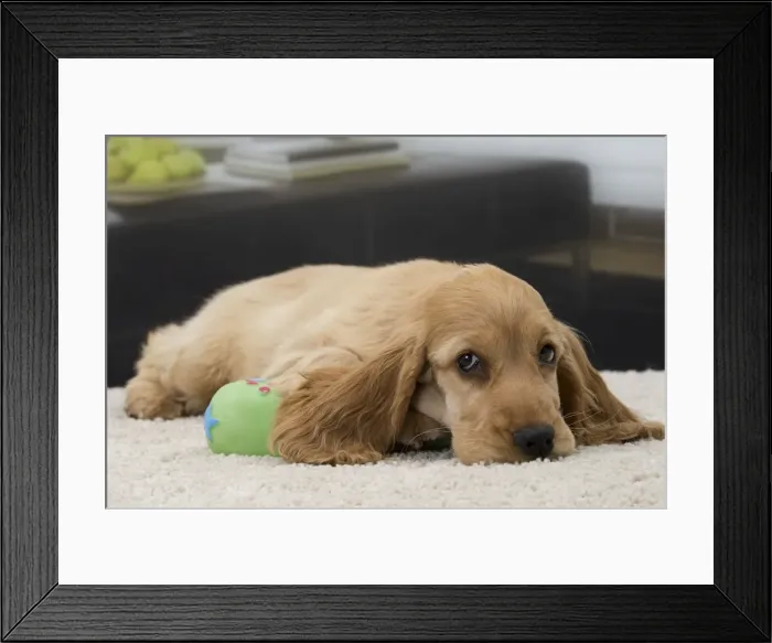 Framed Print : Picture No. 11092189 Framed Print : Picture No. 11092189