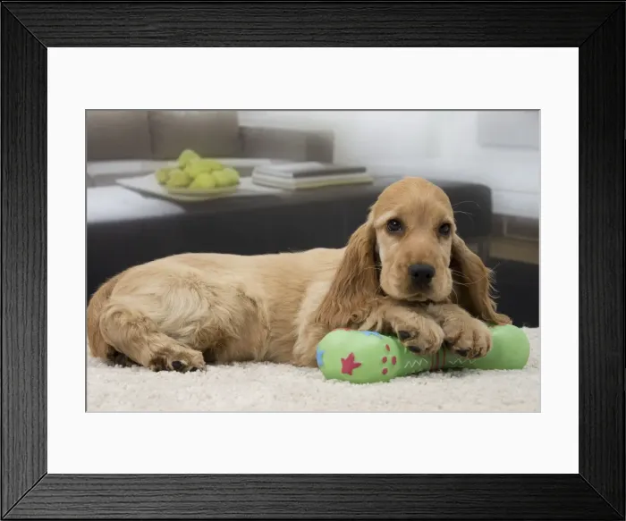 Framed Print : Picture No. 11092190 Framed Print : Picture No. 11092190
