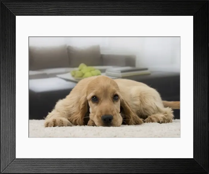Framed Print : Picture No. 11092191 Framed Print : Picture No. 11092191
