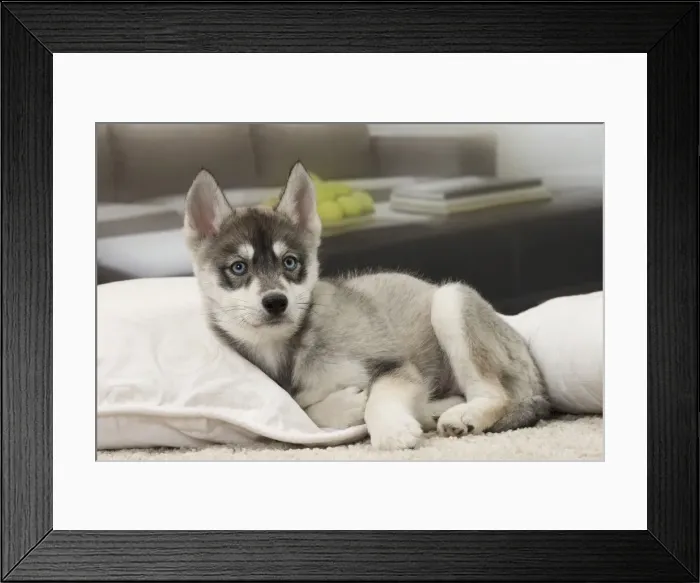 Framed Print : Picture No. 11092193 Framed Print : Picture No. 11092193