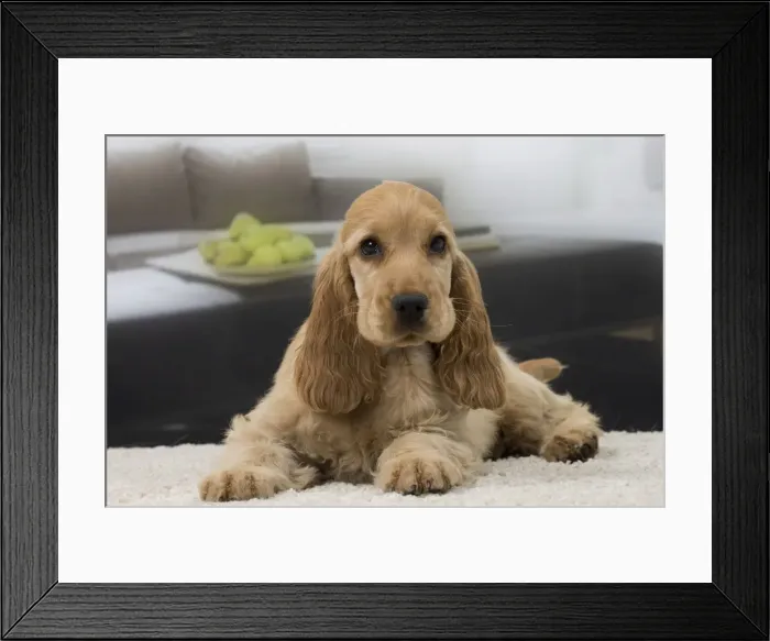 Framed Print : Picture No. 11092192 Framed Print : Picture No. 11092192