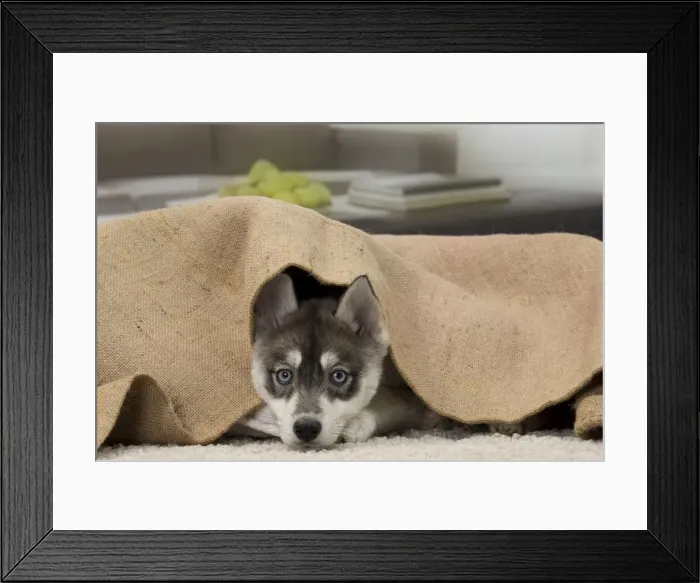 Framed Print : Picture No. 11092196 Framed Print : Picture No. 11092196