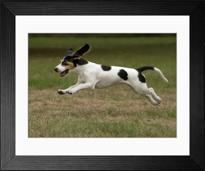 Framed Print : Picture No. 11092203 Framed Print : Picture No. 11092203