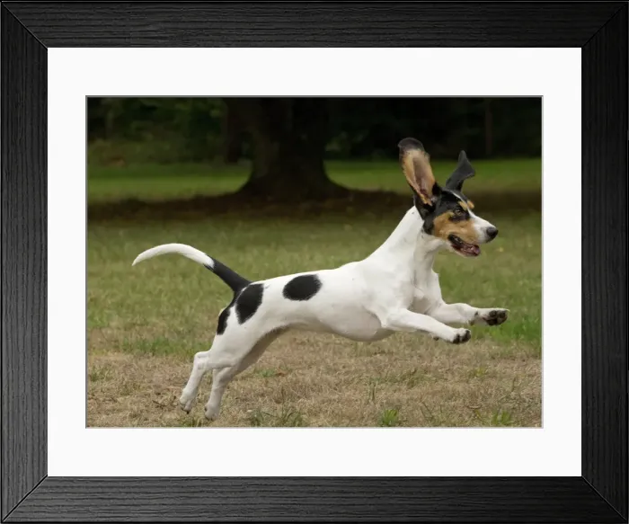 Framed Print : Picture No. 11092204 Framed Print : Picture No. 11092204