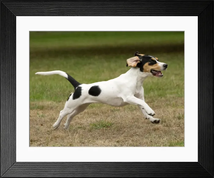 Framed Print : Picture No. 11092205 Framed Print : Picture No. 11092205