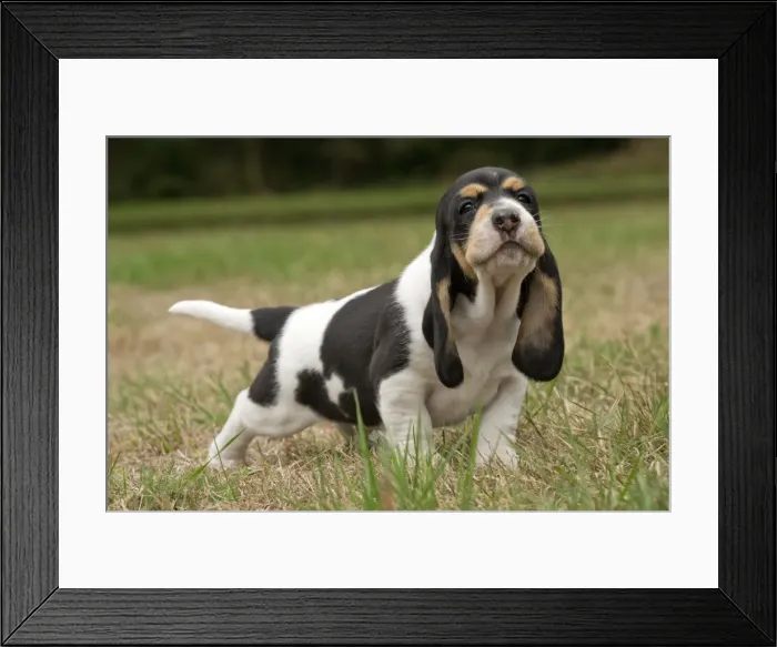 Framed Print : Picture No. 11092206 Framed Print : Picture No. 11092206