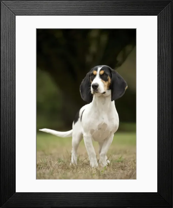 Framed Print : Picture No. 11092209 Framed Print : Picture No. 11092209