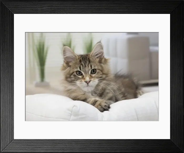 Framed Print : Picture No. 11092213 Framed Print : Picture No. 11092213