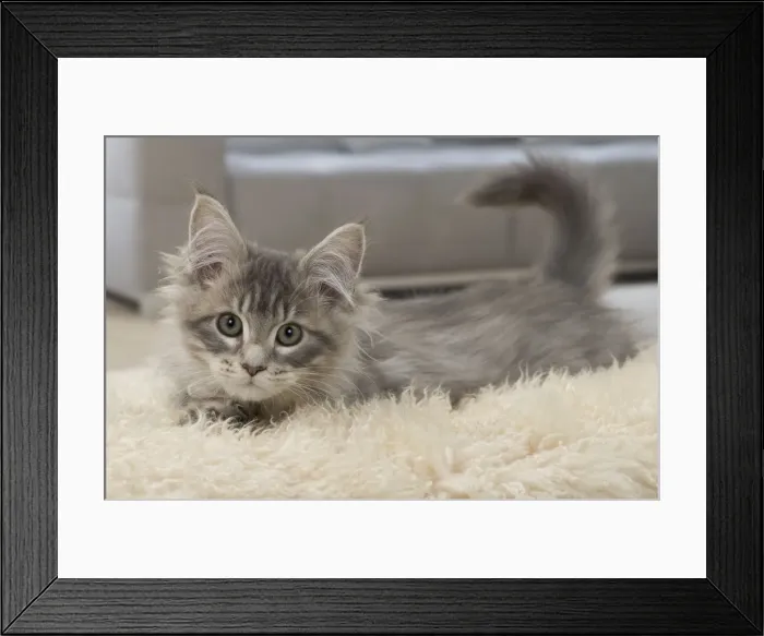 Framed Print : Picture No. 11092215 Framed Print : Picture No. 11092215