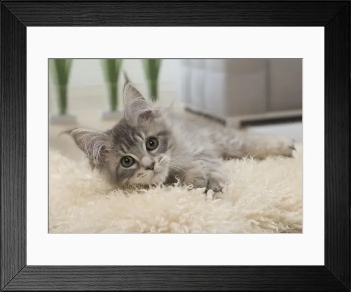 Framed Print : Picture No. 11092216 Framed Print : Picture No. 11092216
