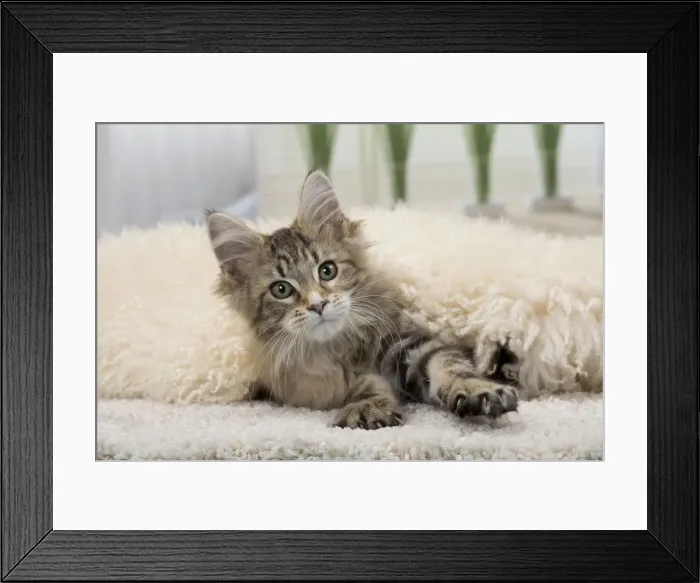 Framed Print : Picture No. 11092212 Framed Print : Picture No. 11092212