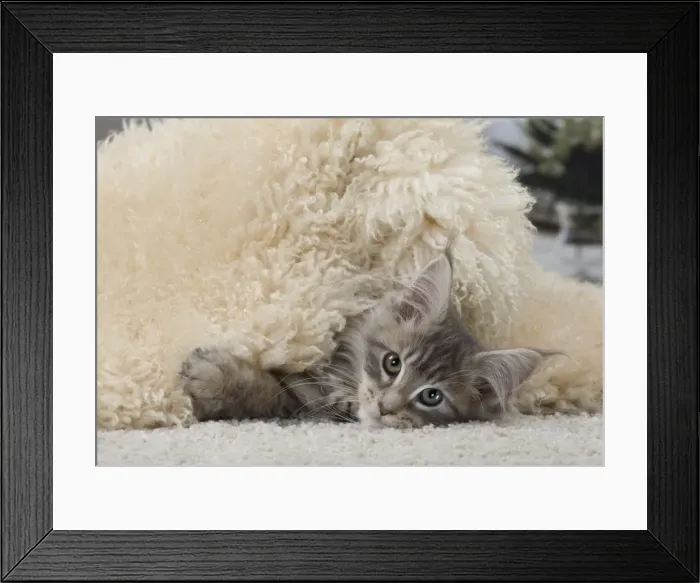 Framed Print : Picture No. 11092217 Framed Print : Picture No. 11092217
