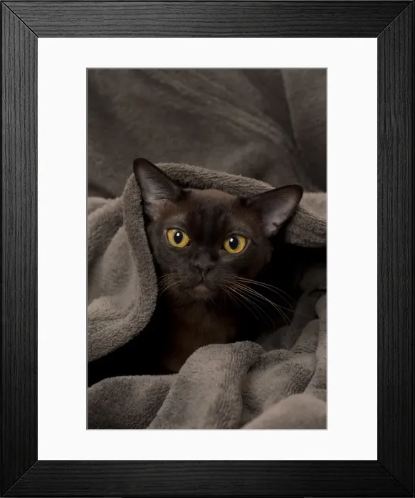 Framed Print : Picture No. 11092223 Framed Print : Picture No. 11092223