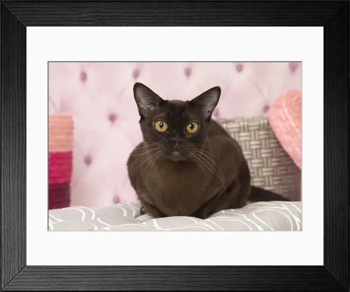 Framed Print : Picture No. 11092221 Framed Print : Picture No. 11092221