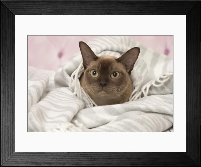 Framed Print : Picture No. 11092225 Framed Print : Picture No. 11092225