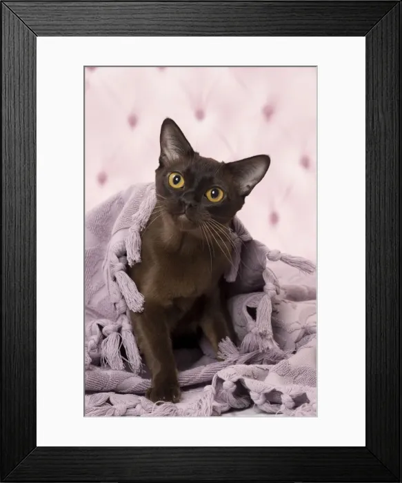 Framed Print : Picture No. 11092224 Framed Print : Picture No. 11092224
