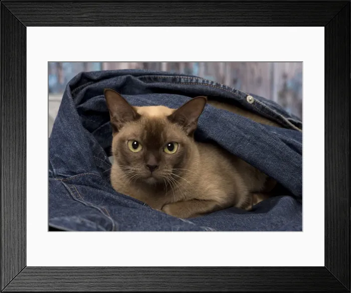 Framed Print : Picture No. 11092228 Framed Print : Picture No. 11092228