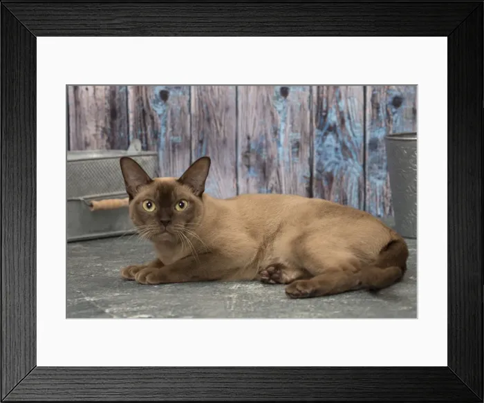 Framed Print : Picture No. 11092229 Framed Print : Picture No. 11092229