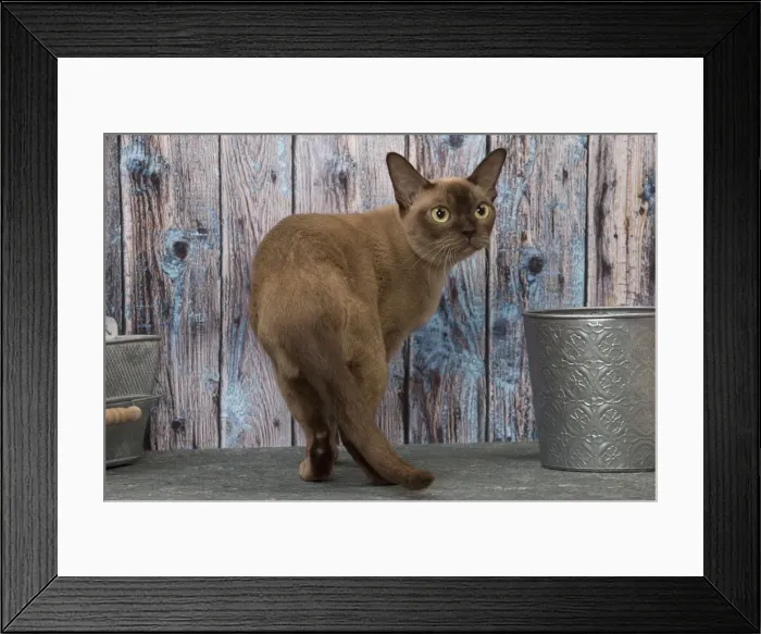 Framed Print : Picture No. 11092230 Framed Print : Picture No. 11092230