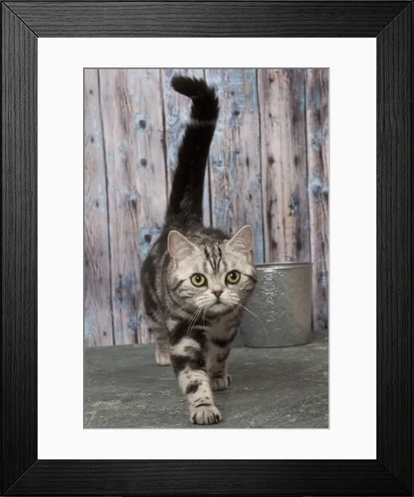 Framed Print : Picture No. 11092231 Framed Print : Picture No. 11092231
