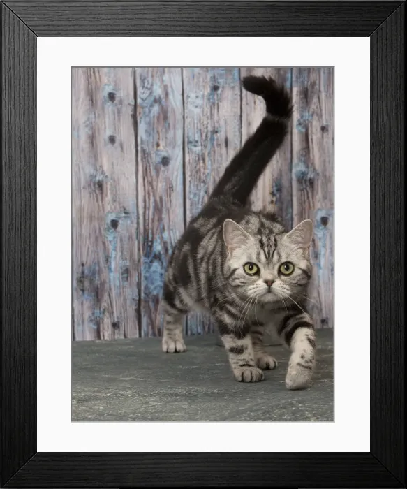 Framed Print : Picture No. 11092232 Framed Print : Picture No. 11092232