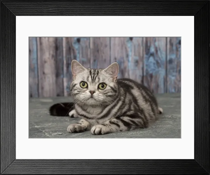 Framed Print : Picture No. 11092233 Framed Print : Picture No. 11092233