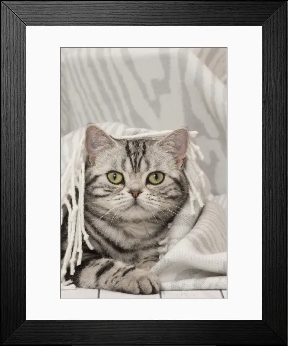 Framed Print : Picture No. 11092234 Framed Print : Picture No. 11092234