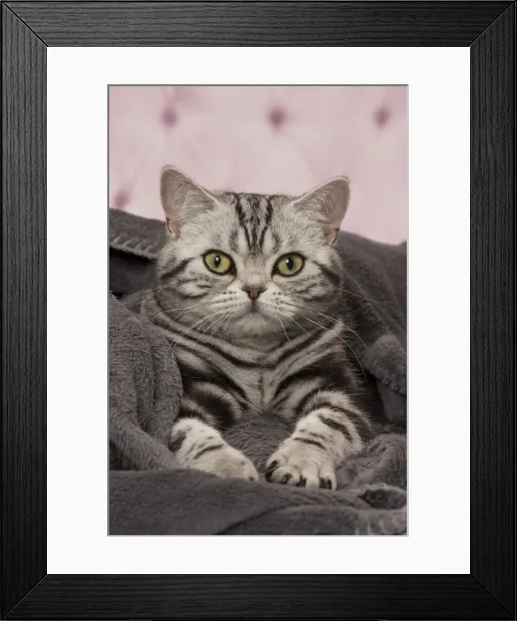 Framed Print : Picture No. 11092236 Framed Print : Picture No. 11092236