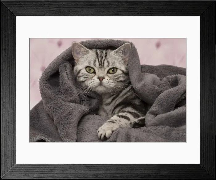 Framed Print : Picture No. 11092237 Framed Print : Picture No. 11092237