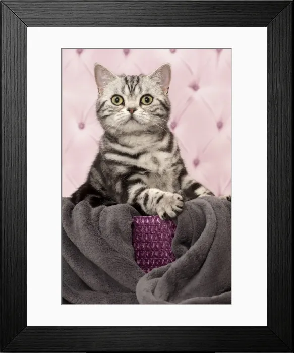 Framed Print : Picture No. 11092238 Framed Print : Picture No. 11092238