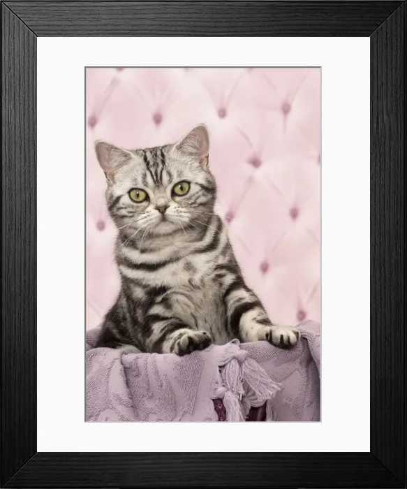 Framed Print : Picture No. 11092239 Framed Print : Picture No. 11092239