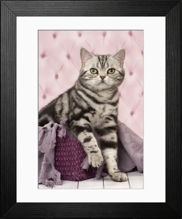 Framed Print : Picture No. 11092240 Framed Print : Picture No. 11092240
