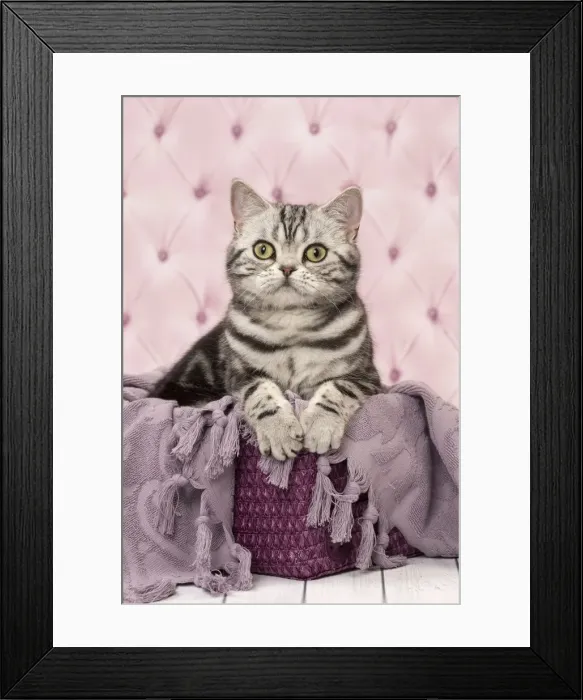 Framed Print : Picture No. 11092241 Framed Print : Picture No. 11092241