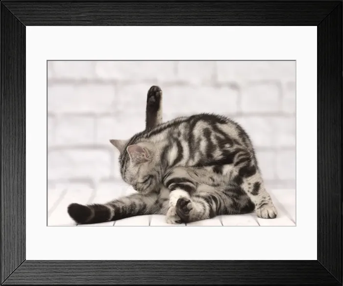Framed Print : Picture No. 11092243 Framed Print : Picture No. 11092243