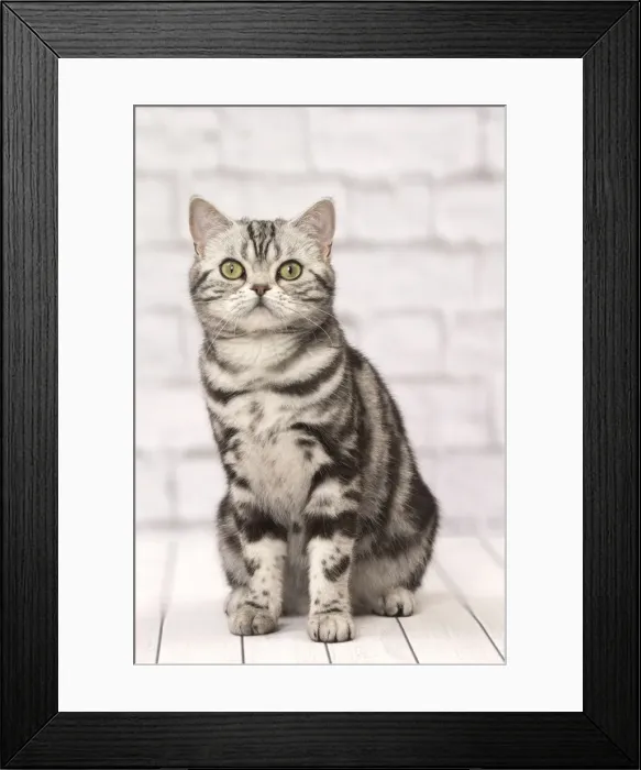 Framed Print : Picture No. 11092244 Framed Print : Picture No. 11092244