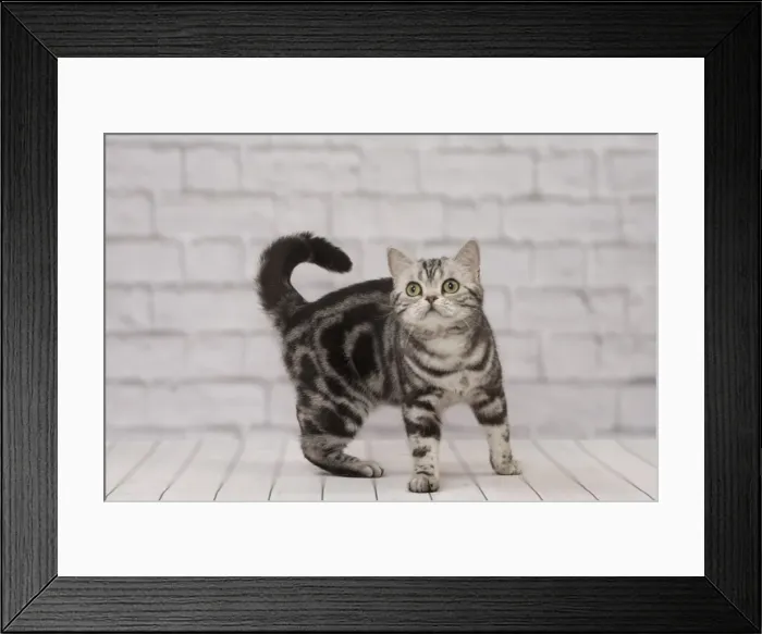 Framed Print : Picture No. 11092245 Framed Print : Picture No. 11092245
