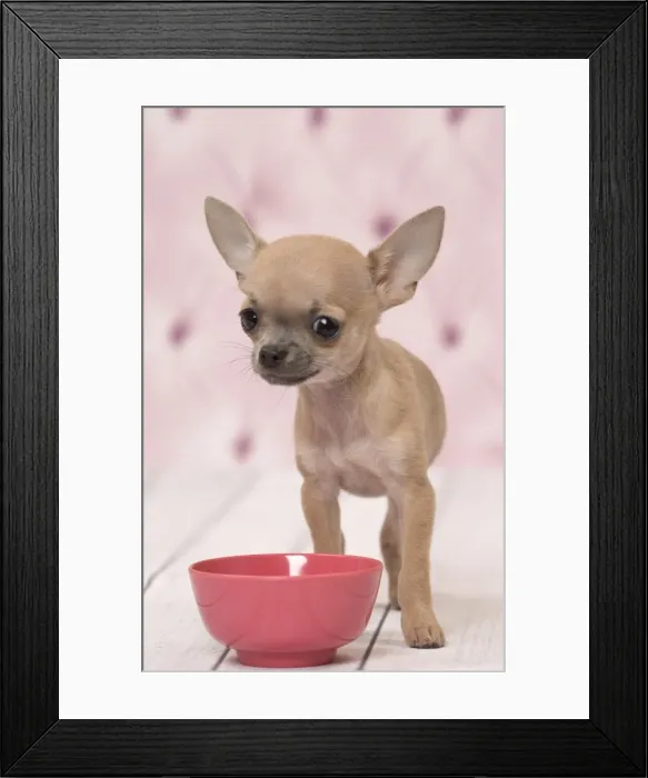 Framed Print : Picture No. 11092250 Framed Print : Picture No. 11092250