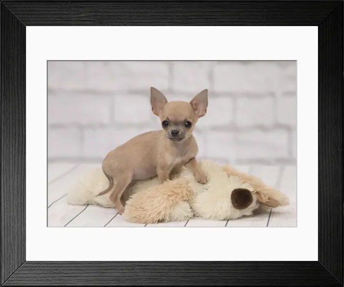 Framed Print : Picture No. 11092251 Framed Print : Picture No. 11092251
